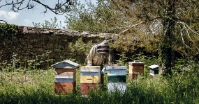 Avec mes abeilles Aux ecrans du reel 2017